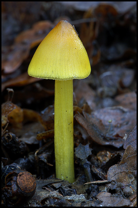 Hygrocybe conica